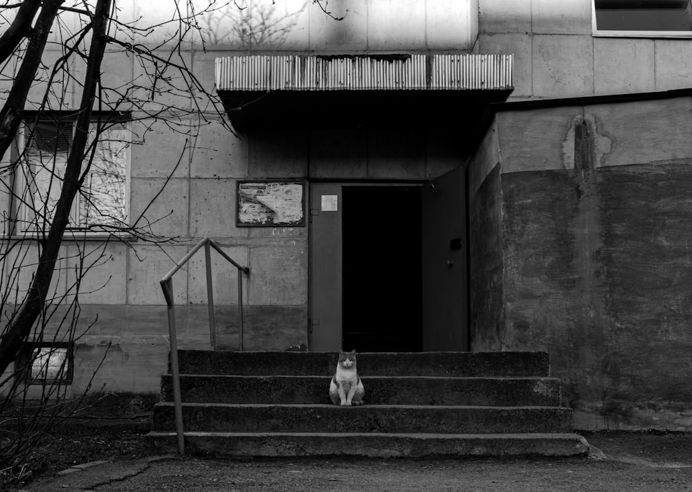 grayscale photo of dog on stairs