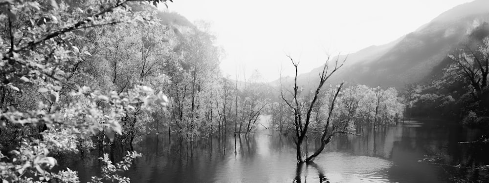 Foto en escala de grises de árboles cerca de un cuerpo de agua