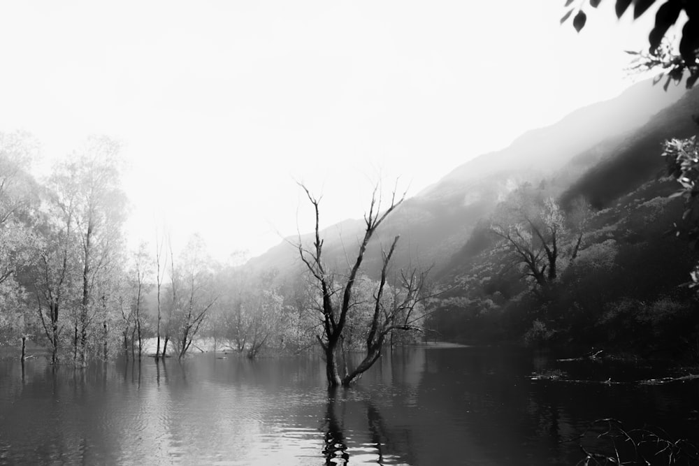 grayscale photo of bare tree on lake