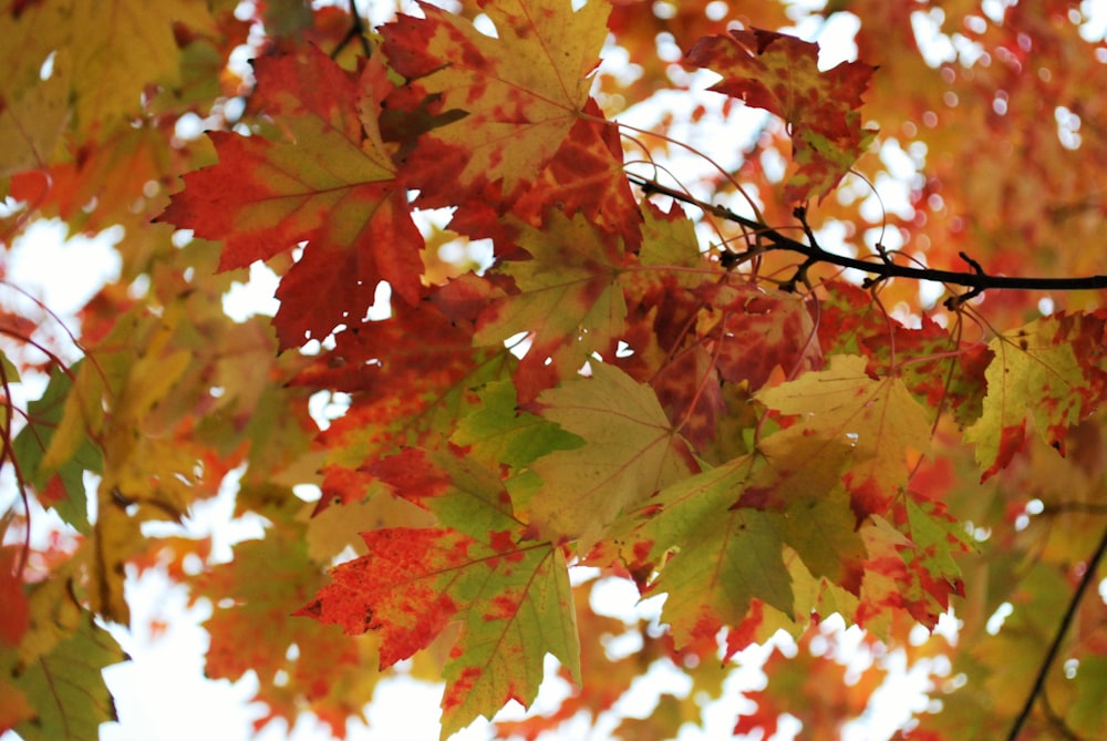 red and green maple leaves