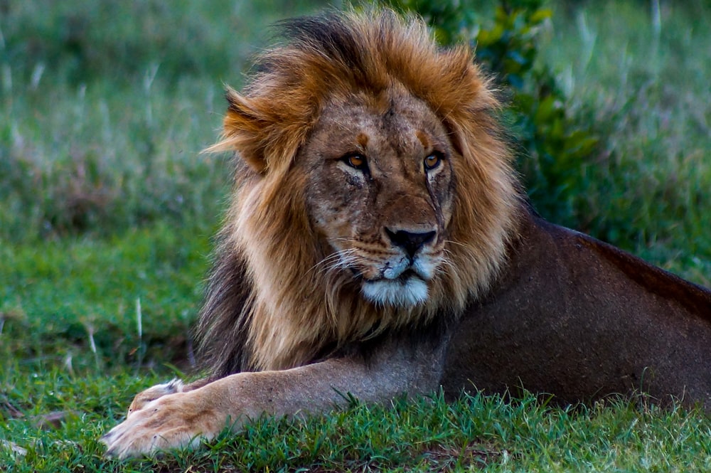 brown lion lying on ground during daytime