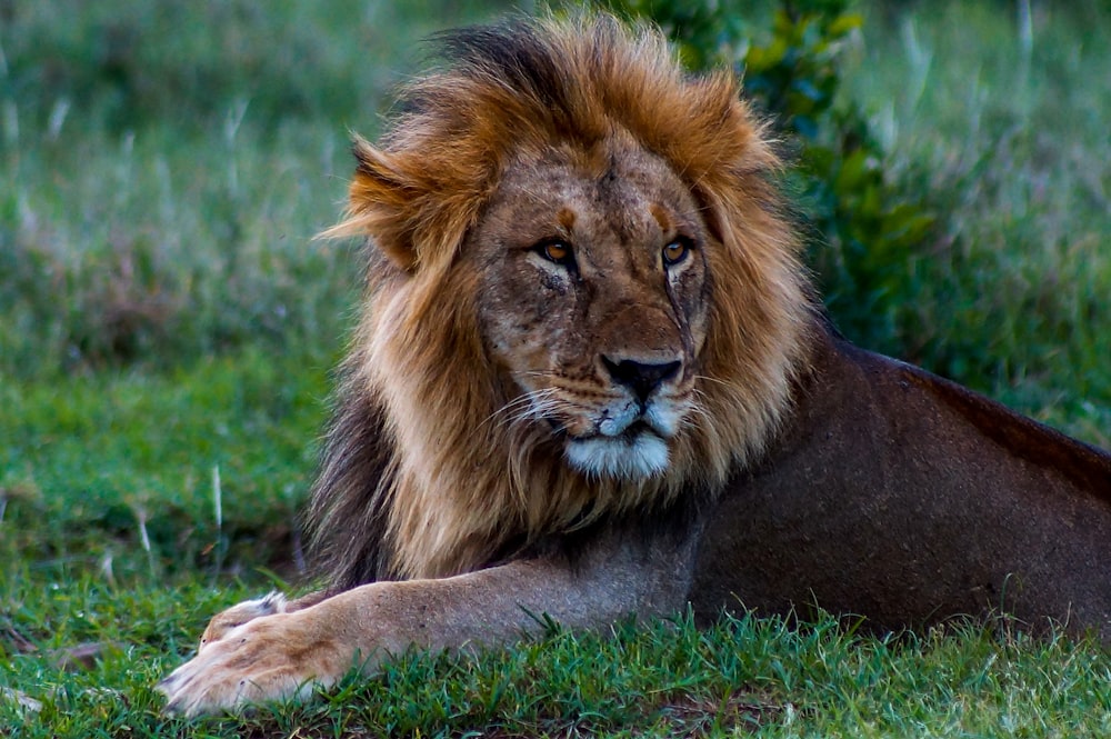 30k+ Male Lion Pictures | Download Free Images on Unsplash