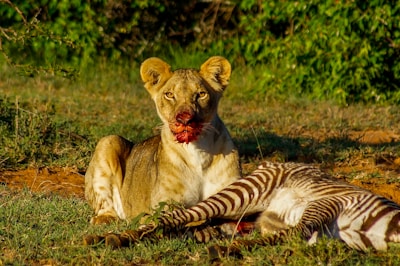 brown and white tiger lying on green grass during daytime
