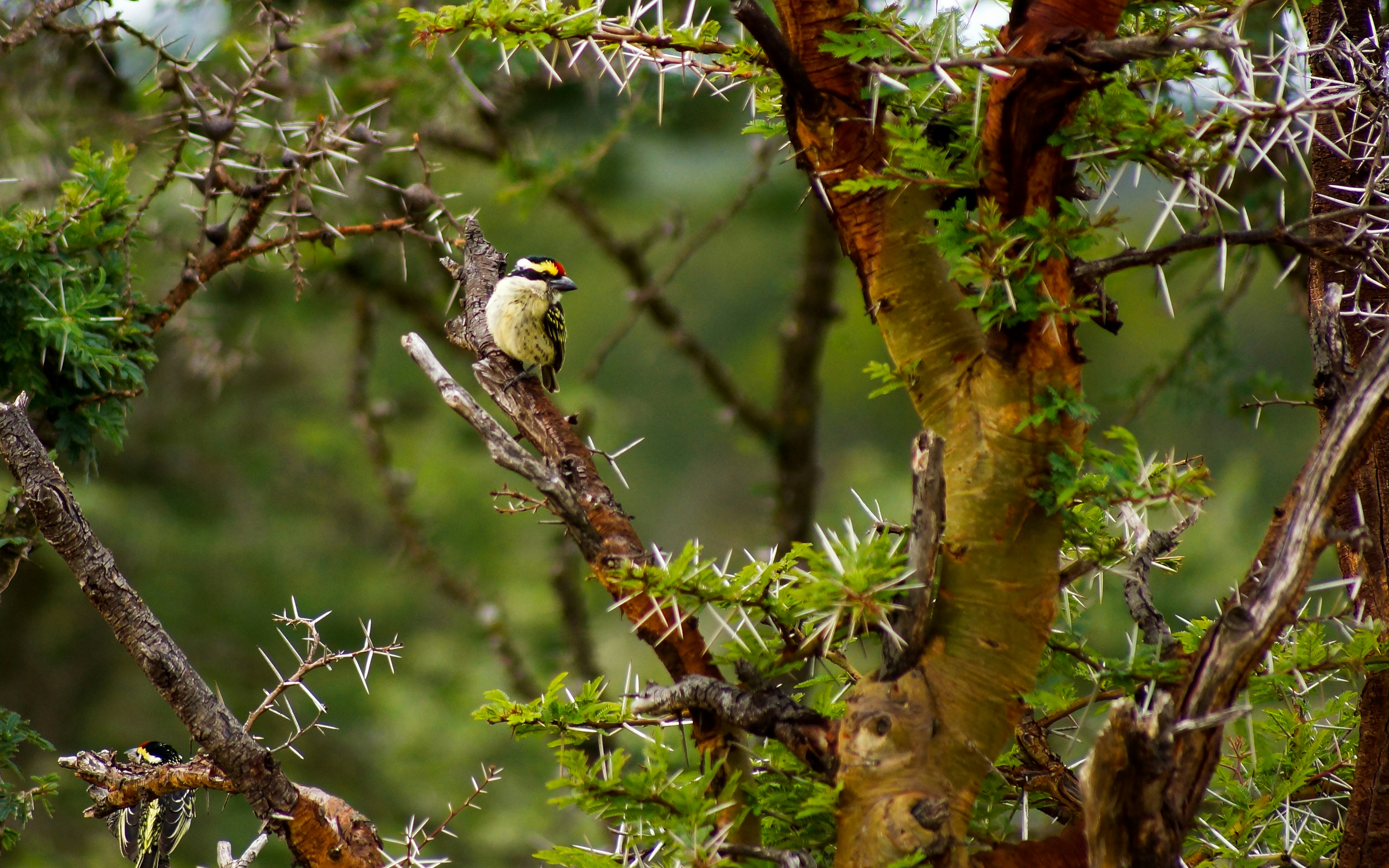 White and black bird on tree branch during daytime photo Free