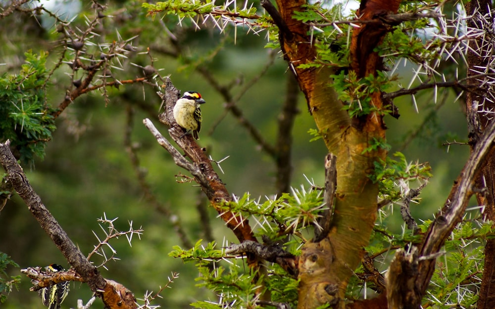 white and black bird on tree branch during daytime