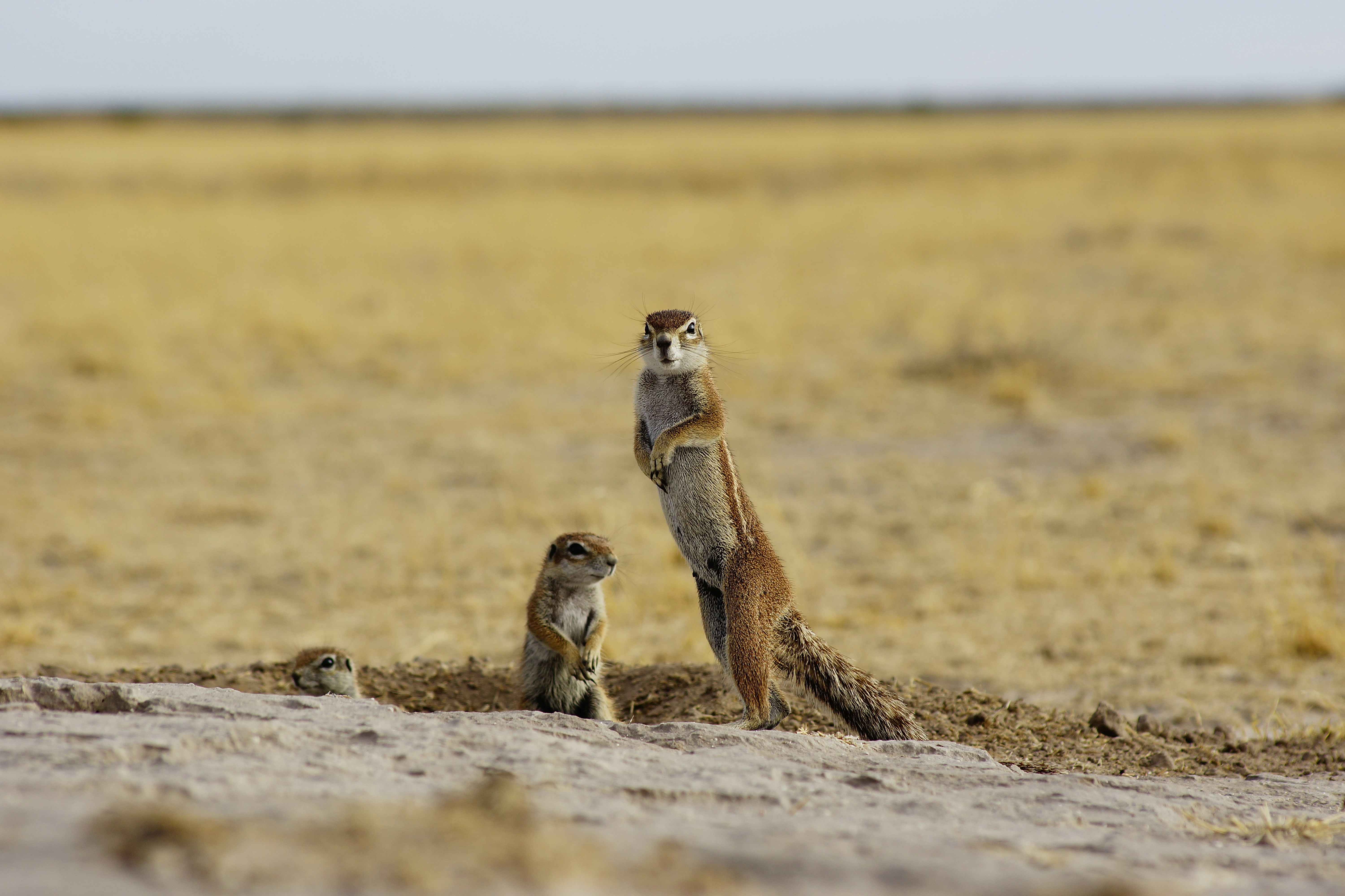 Kalahari Desert, Botswana - Ground squirrel on the look-out at it´s den in the Kalahari Botswana. 