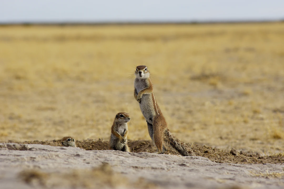 Botswana Budget Backpacking Itinerary: 5 Days for $100