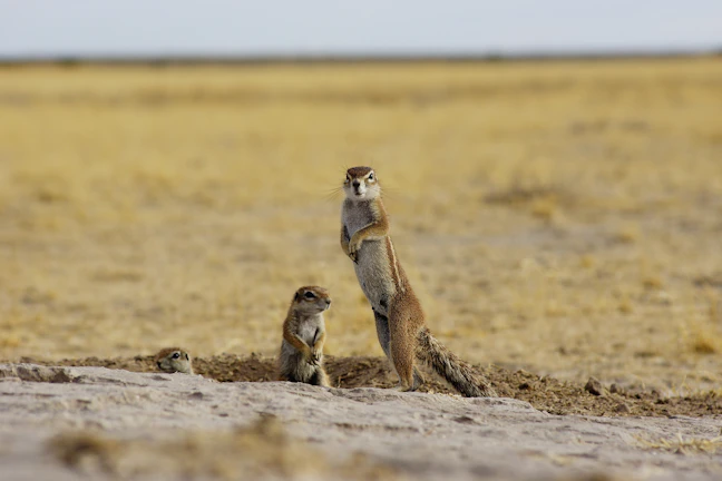 Botswana Budget Backpacking Itinerary: 5 Days for $100
