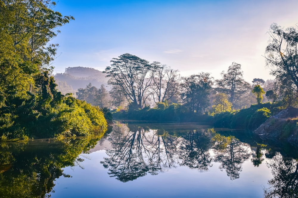 green trees beside river under blue sky during daytime