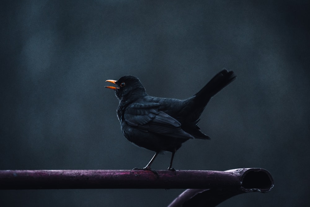 uccello nero sul ramo marrone dell'albero