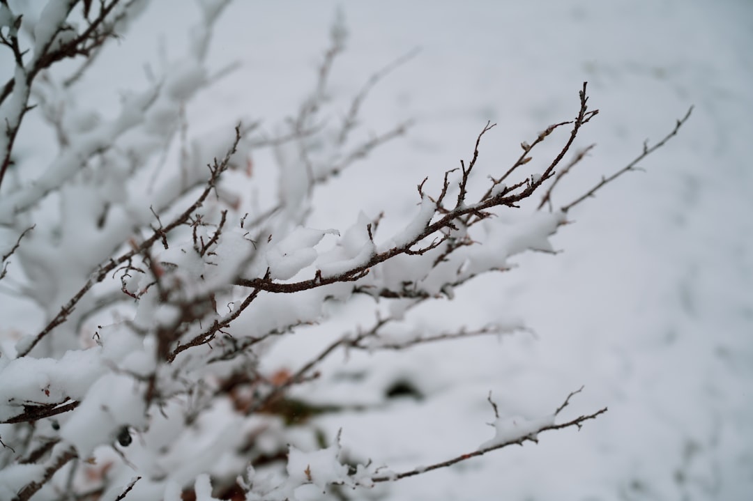 brown tree branch with white snow