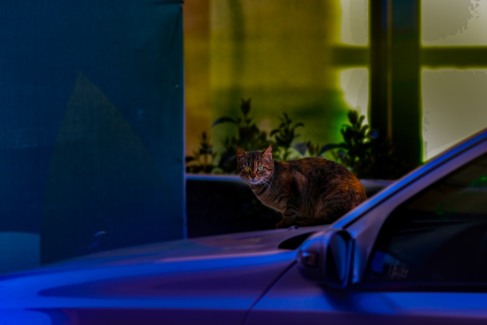 brown tabby cat on blue textile