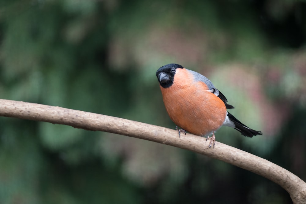 blue and brown bird on brown tree branch