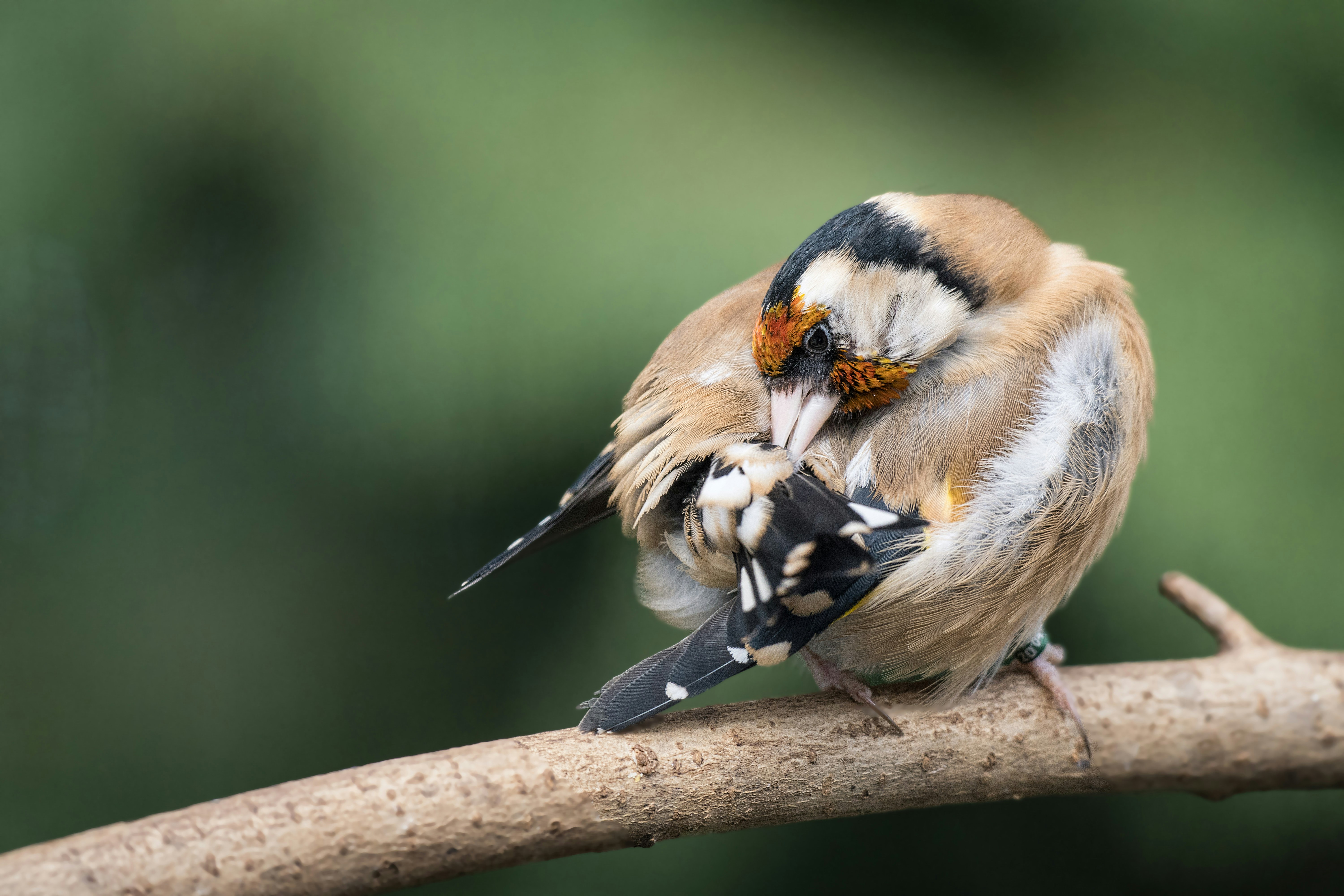 Uccello marrone e nero sul ramo dell'albero