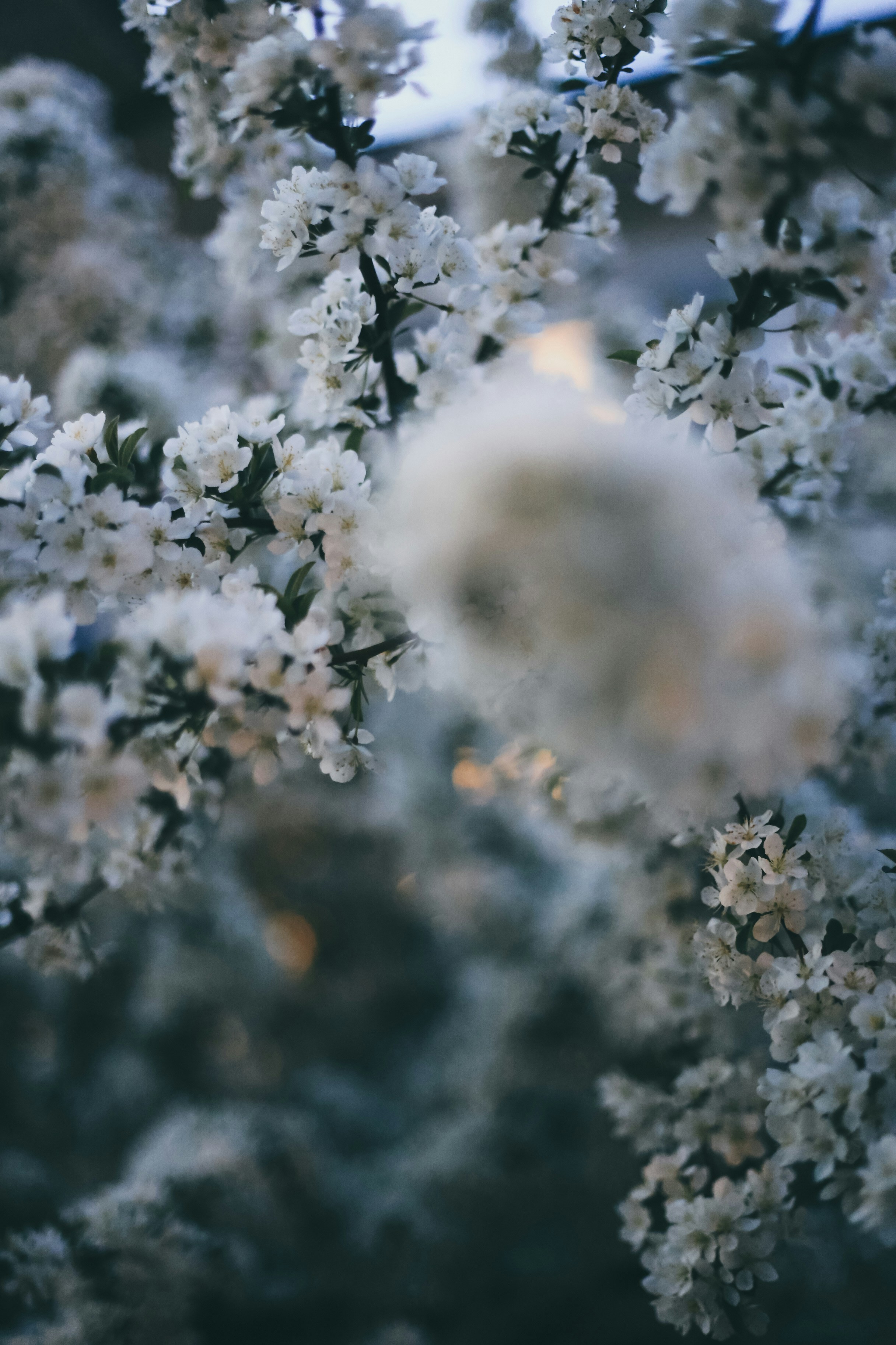 Photo by jessicalfadel