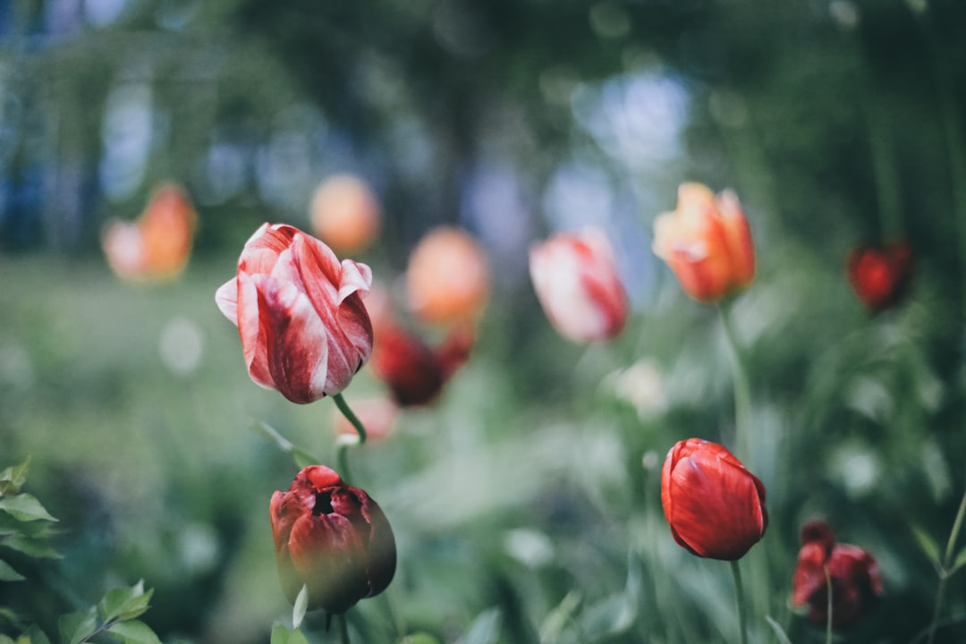 pink tulips in bloom during daytime