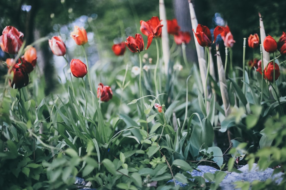 red flowers with green leaves