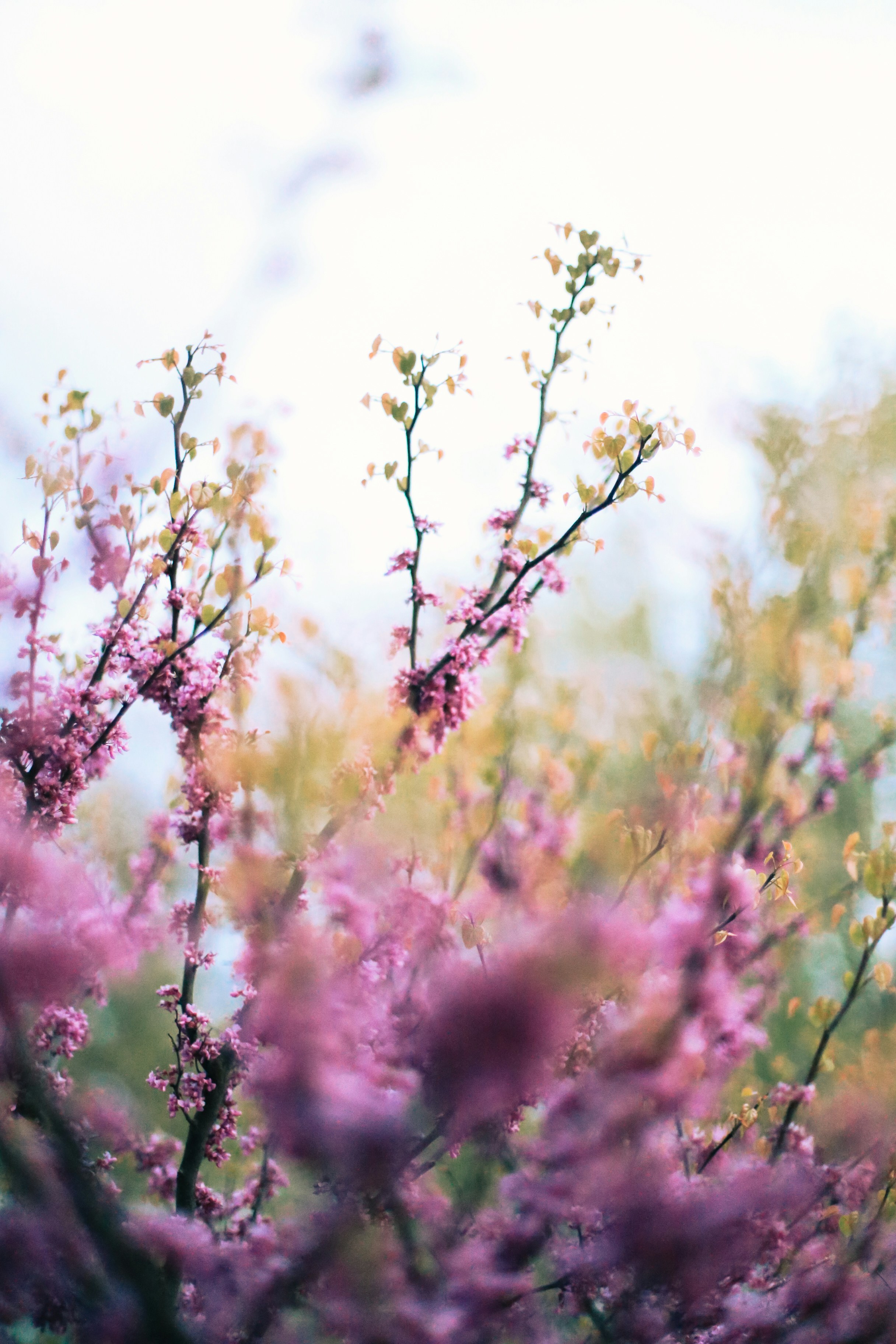 Photo by jessicalfadel