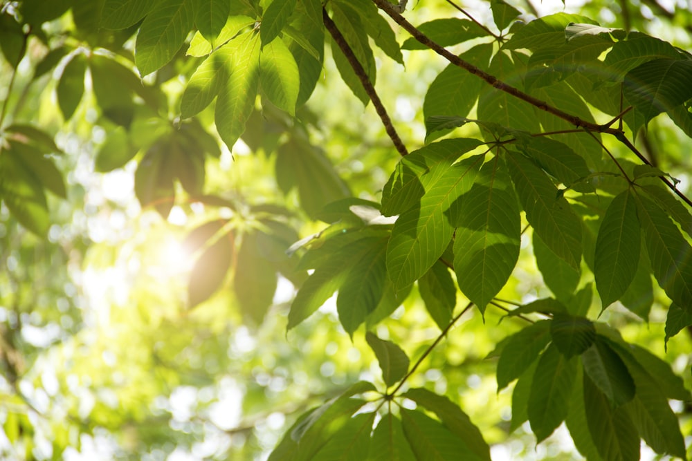 green leaves during day time