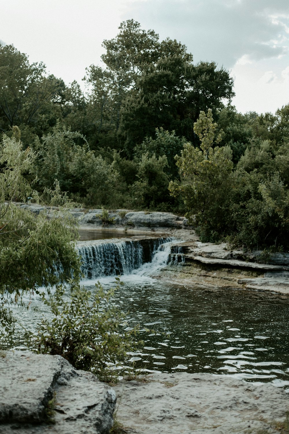 green trees beside river during daytime