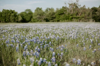 purple flower field during daytime