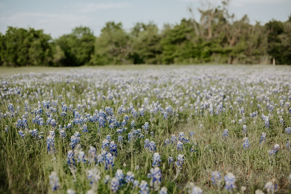 campo de flores moradas durante el día