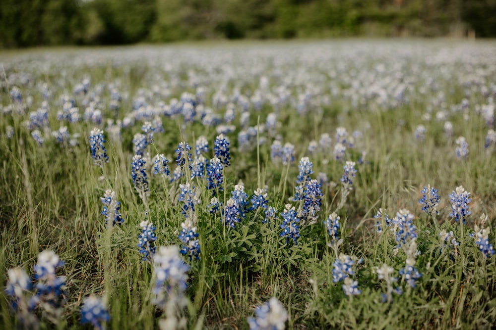 purple flower field during daytime