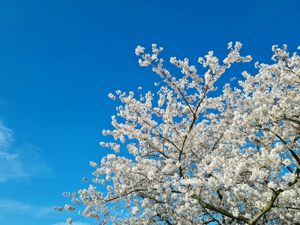 weiße Kirschblüte unter blauem Himmel tagsüber