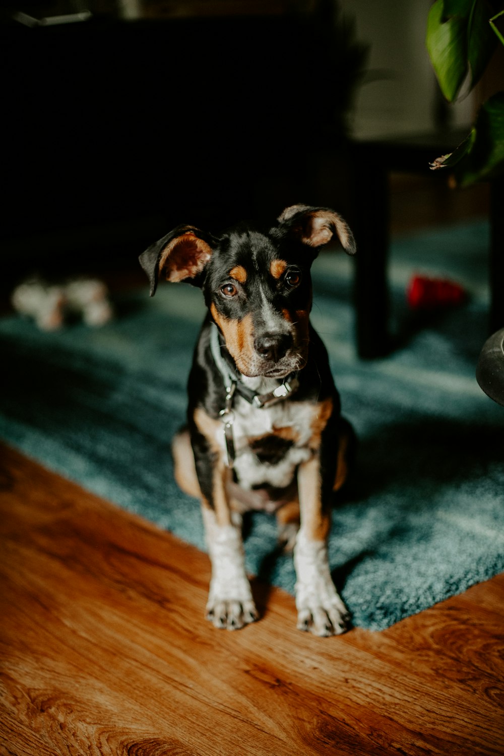 black and brown short coated dog on blue textile