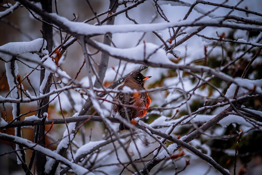 red and black bird on bare tree