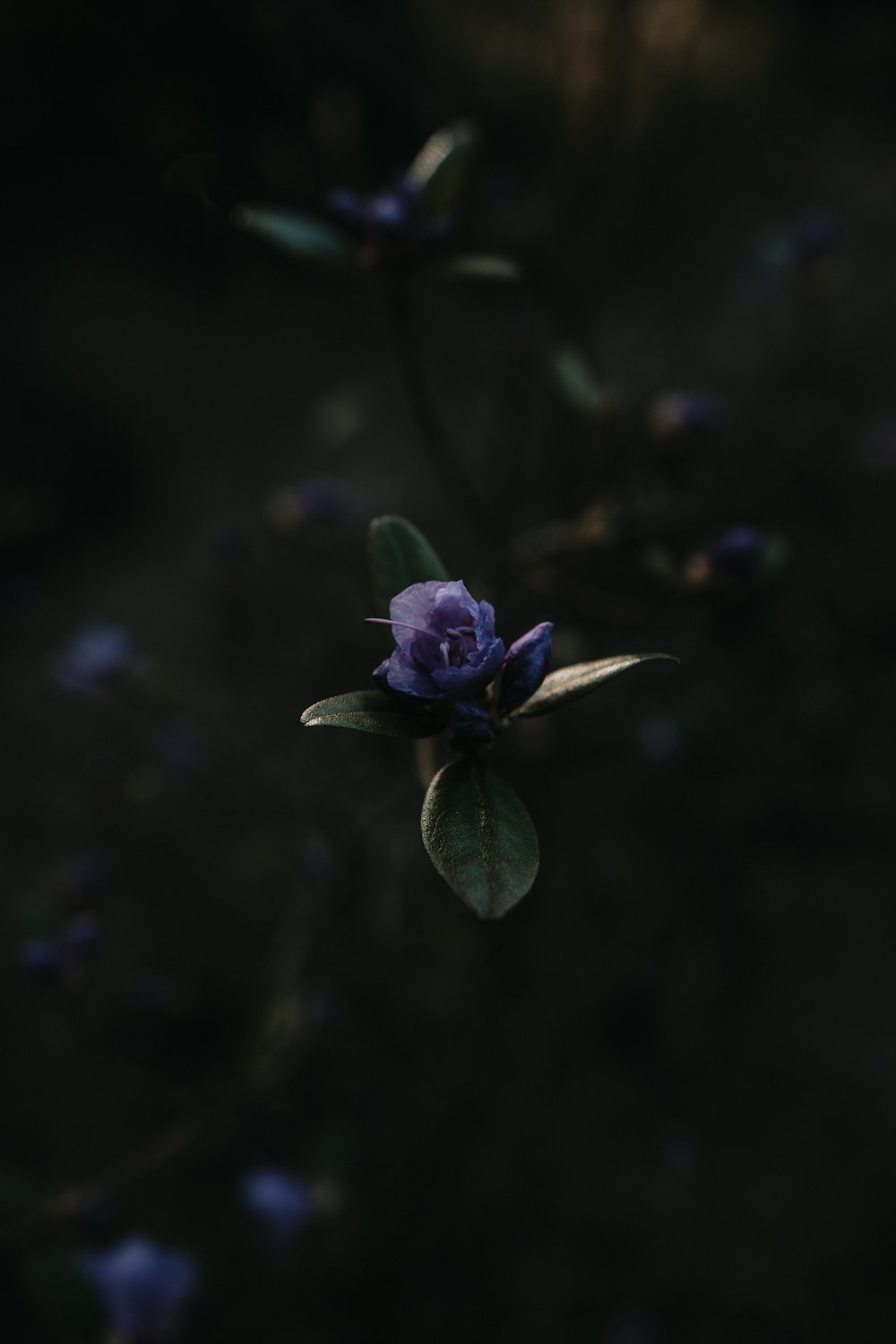 purple flower in tilt shift lens