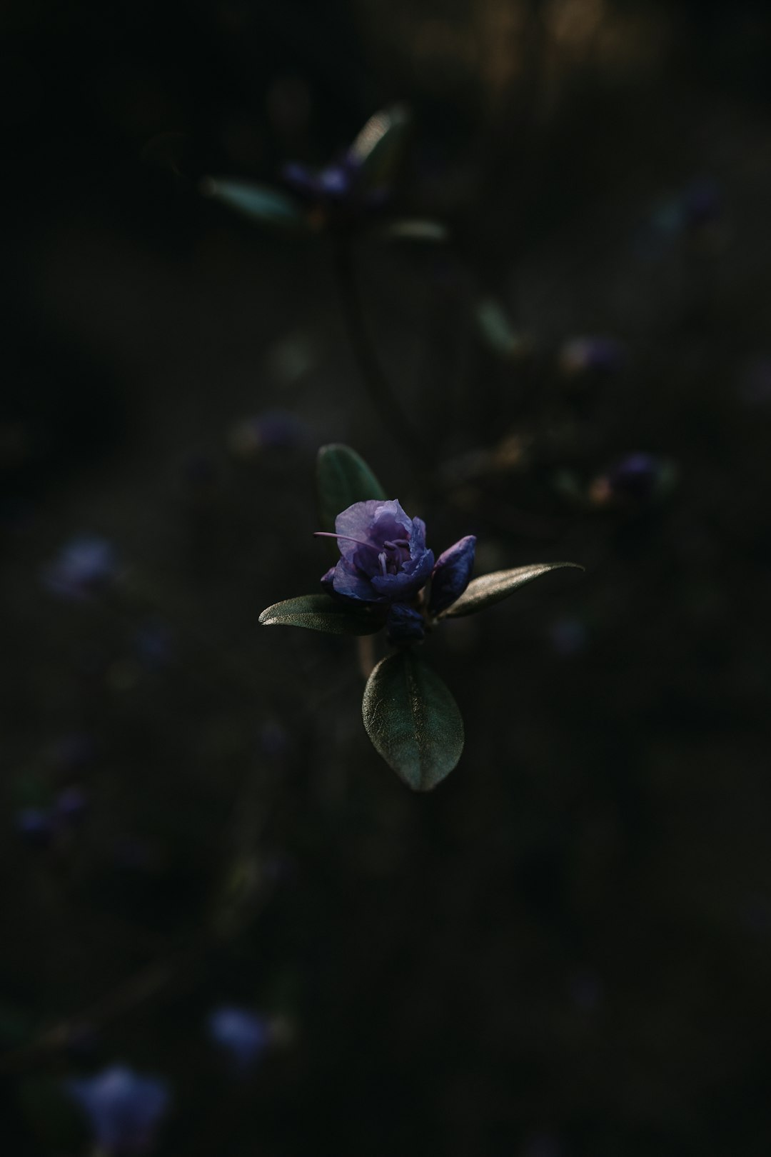 purple flower in tilt shift lens