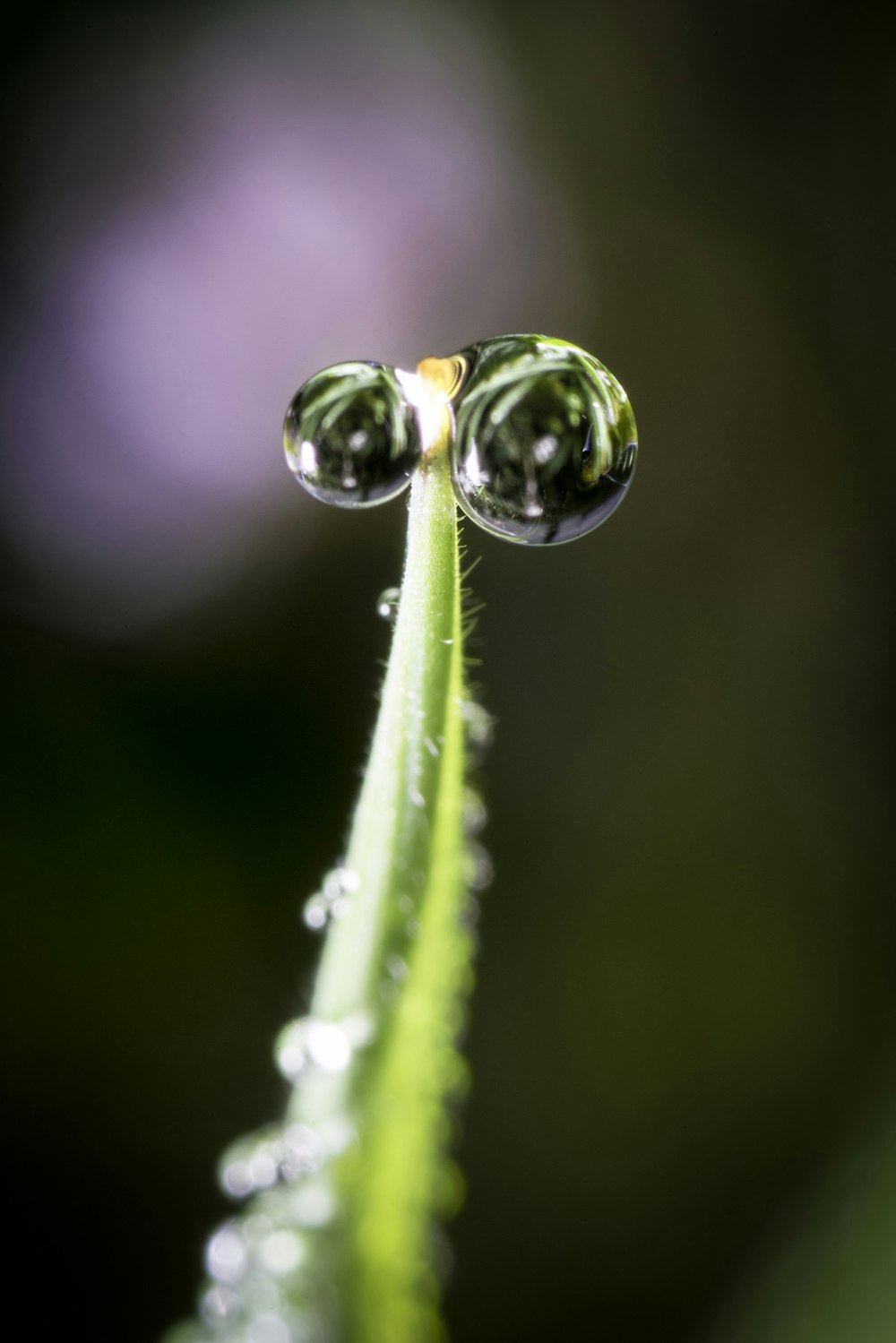 water dew on green plant