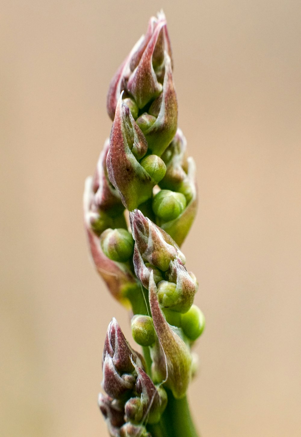 Tallo de planta verde en fotografía de primer plano