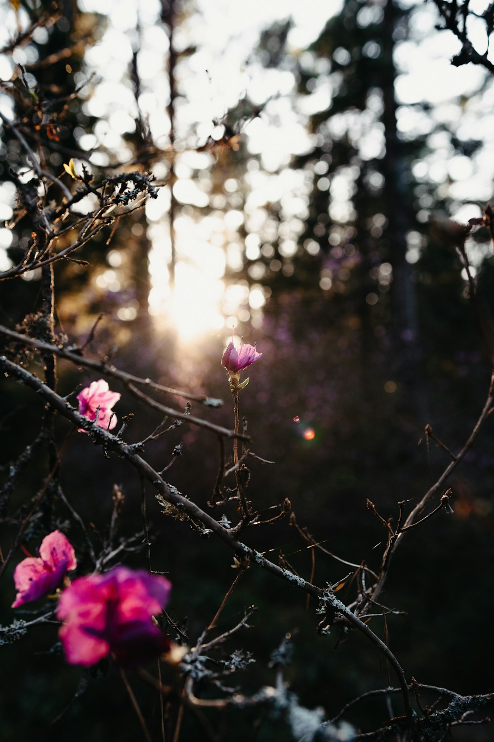 pink flowers on brown tree branch during daytime