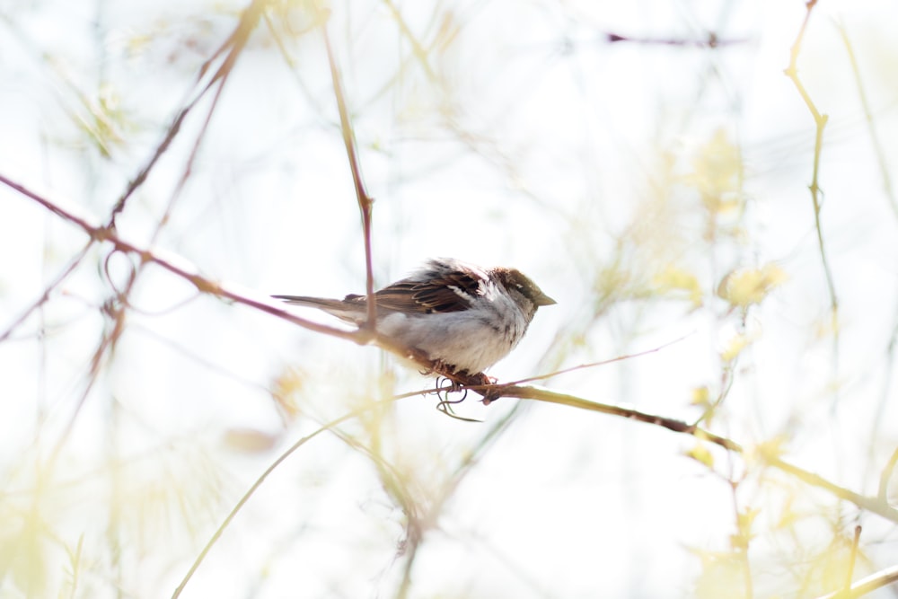 white and brown bird on brown tree branch during daytime