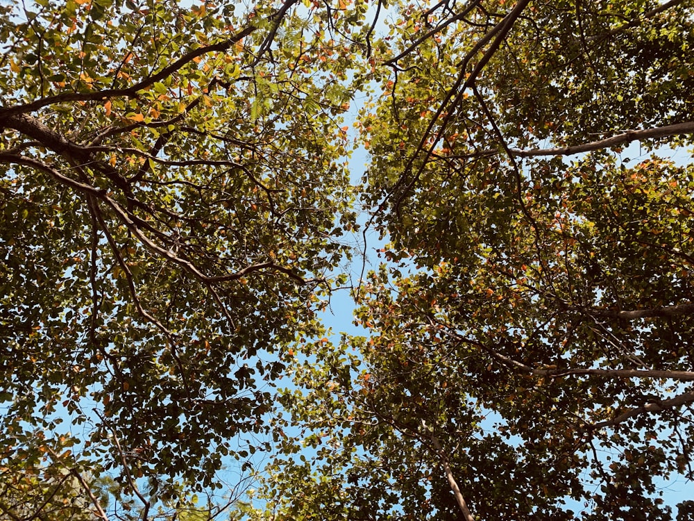 low angle photography of brown leaf tree under blue sky during daytime