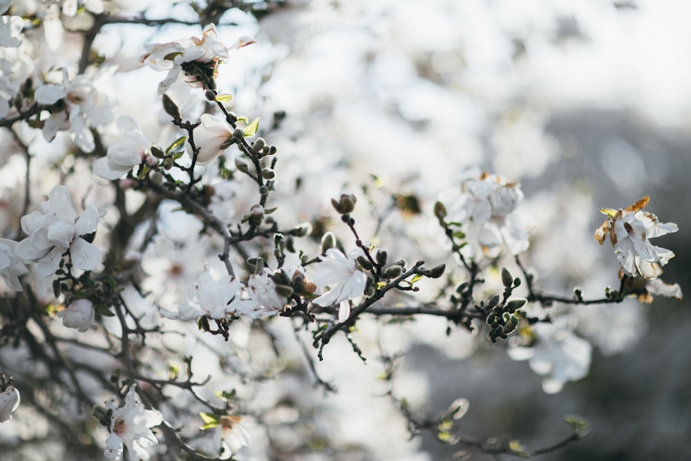 white cherry blossom in close up photography