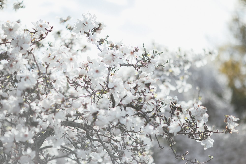 white cherry blossom in bloom during daytime