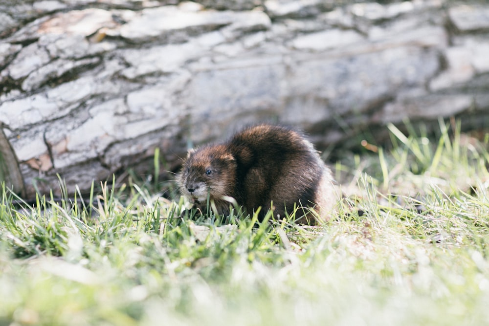 brown and black animal on green grass during daytime