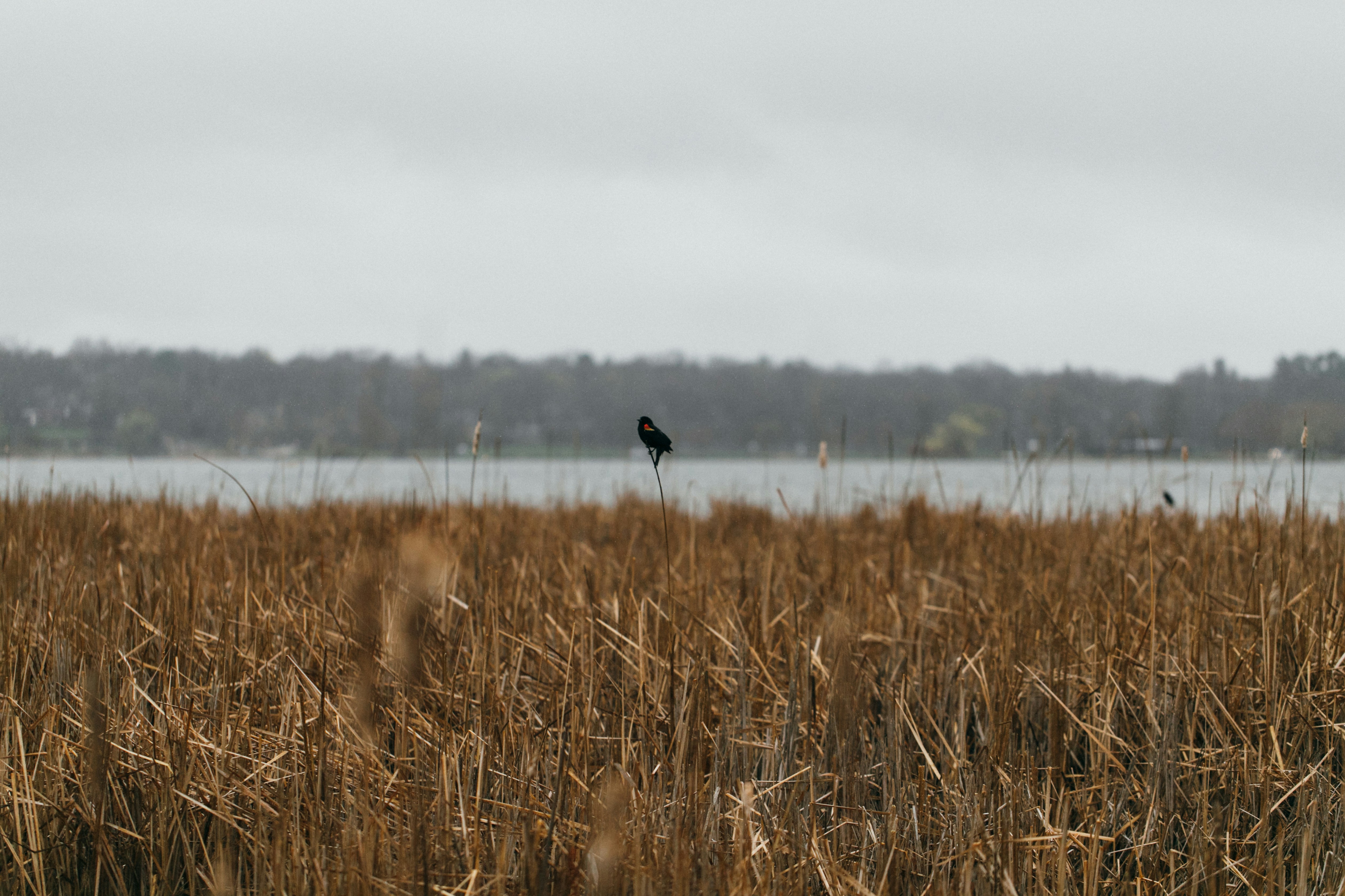 Persona con chaqueta negra caminando en el campo de hierba marrón durante el día