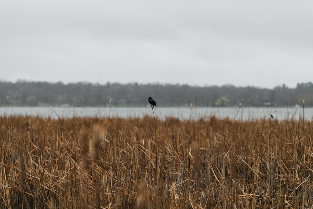 person in black jacket walking on brown grass field during daytime