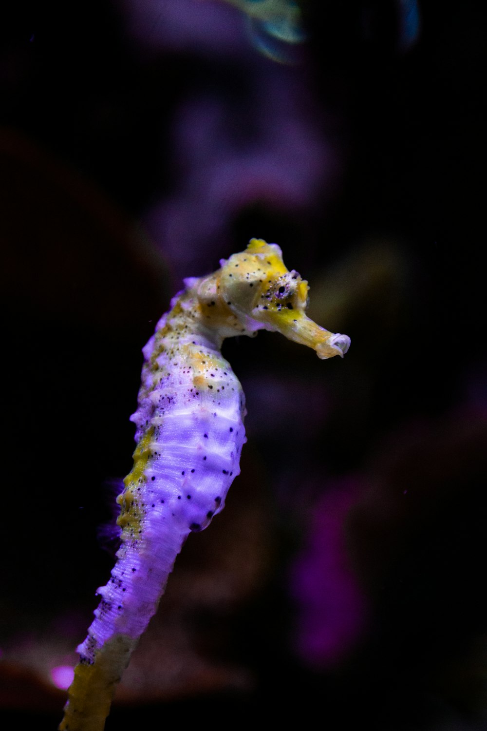 purple and white caterpillar on purple stem