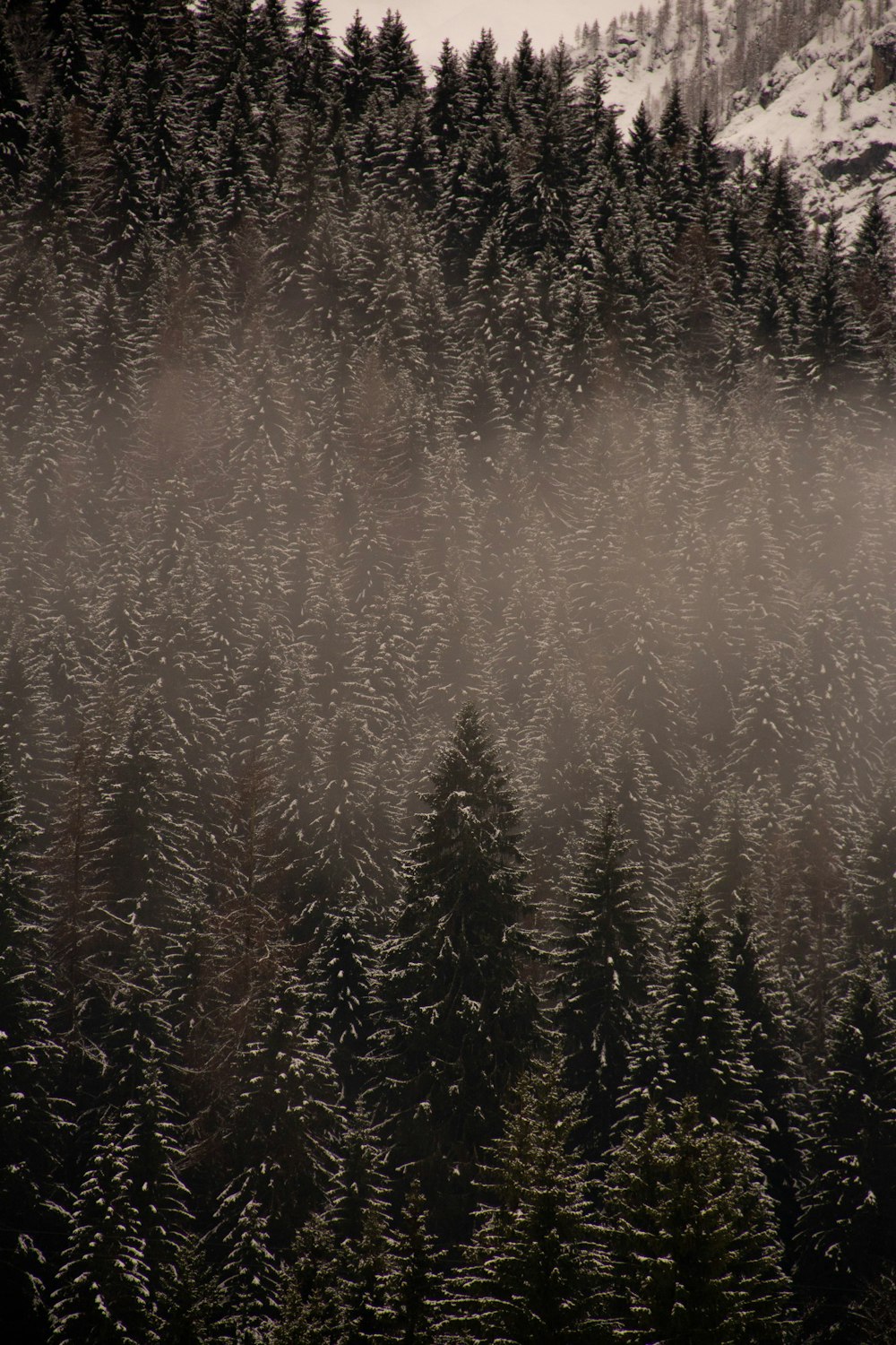 brown and green trees during daytime