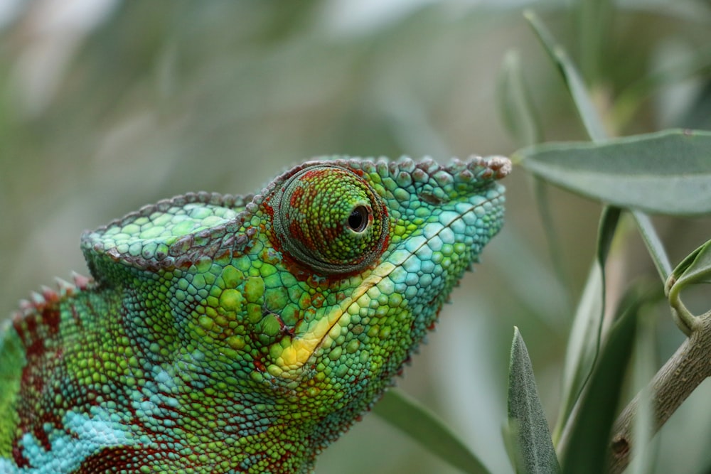 green and brown chameleon on brown tree branch