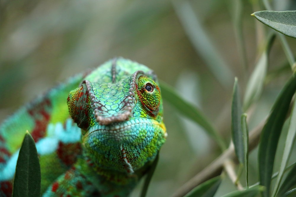 caméléon vert sur branche d’arbre brune