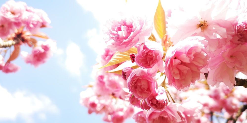 pink flowers under blue sky during daytime