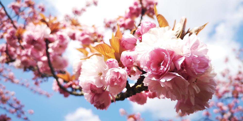 pink and white flowers during daytime