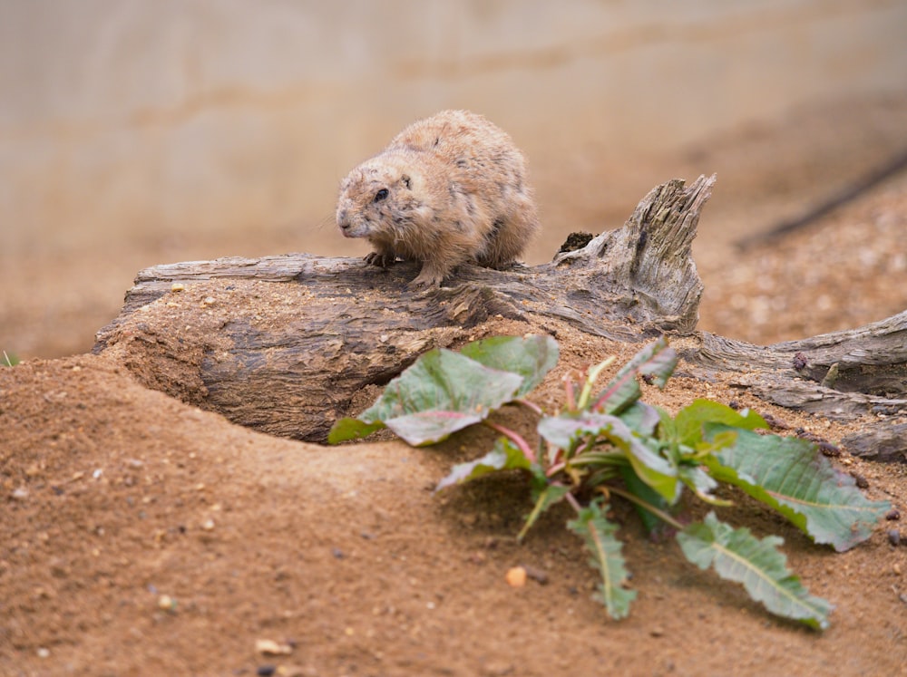 brown rodent on brown soil during daytime