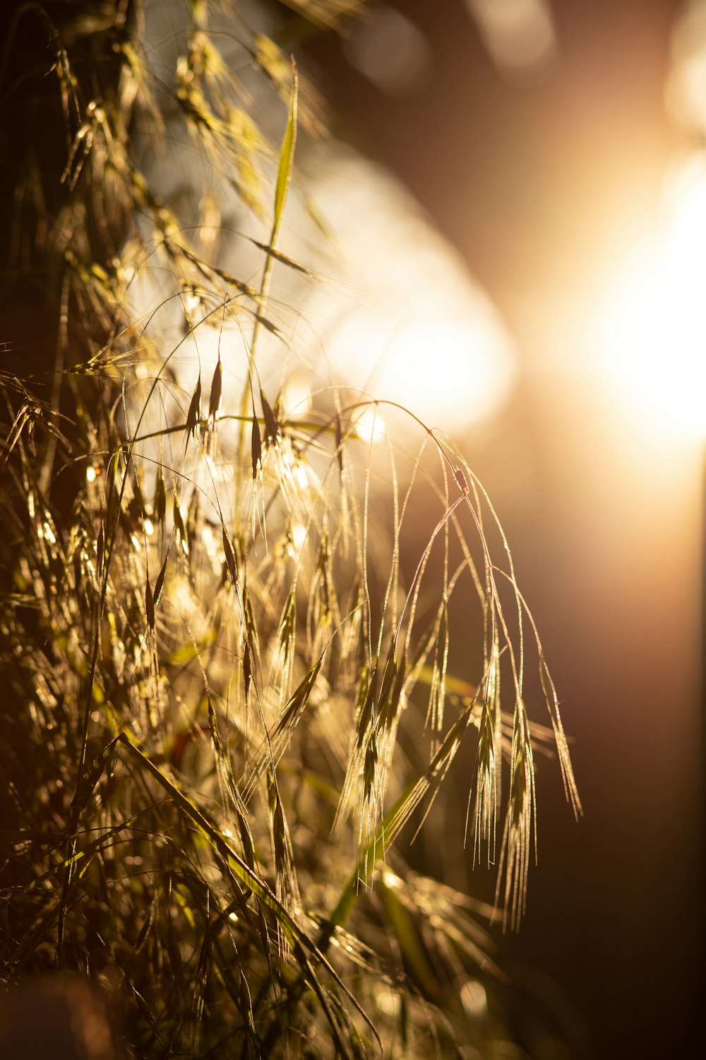 green plant in close up photography